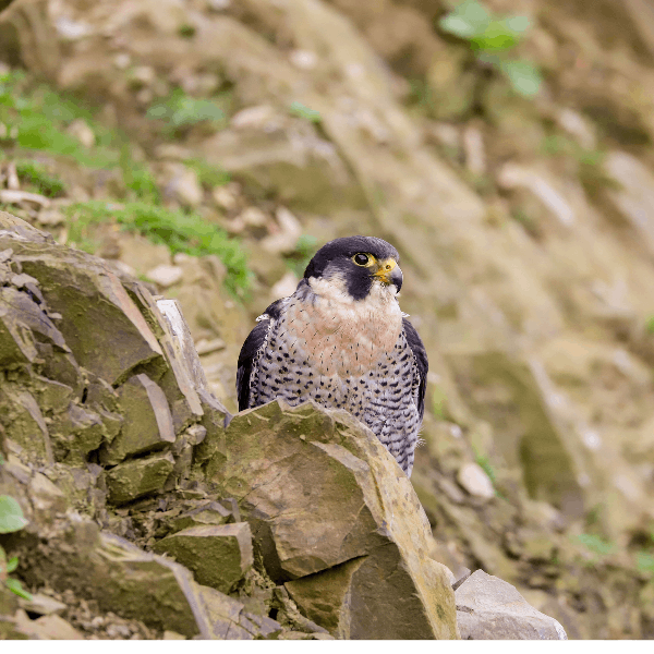 Sound Escape 9: peregrines calling from crags in the Brecon Beacons