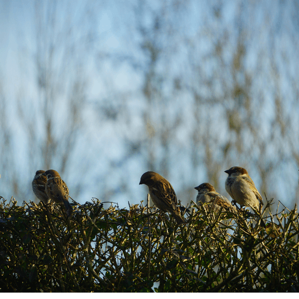 Sound Escape 6: the gentle chatter of house sparrows and dunnocks in a Gower hedgerow