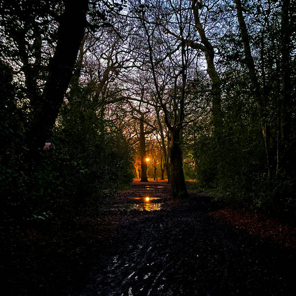 238. A special night walk in Epping Forest to bring communities together