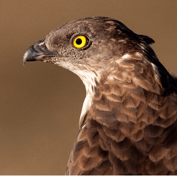 72. Honey buzzards in a Welsh forest – a truly special encounter to start the new season of Plodcasts!