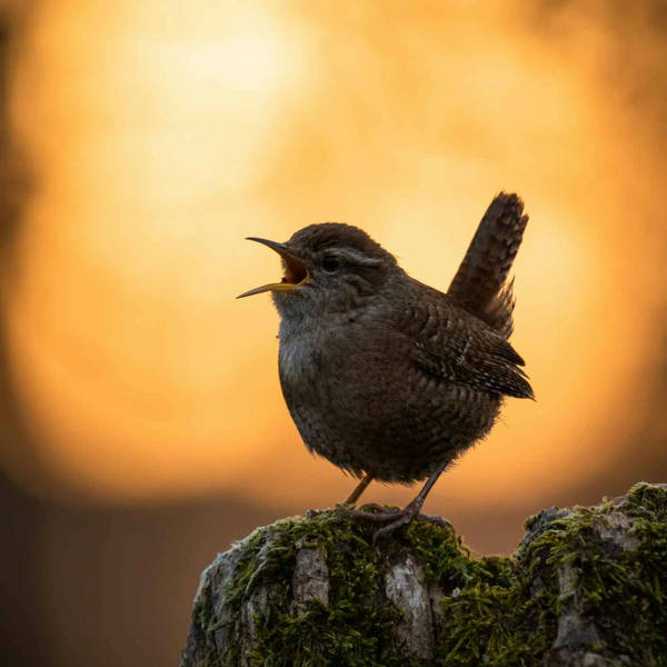 SE60: Enjoy an extended recording of the dawn chorus from a Wiltshire village
