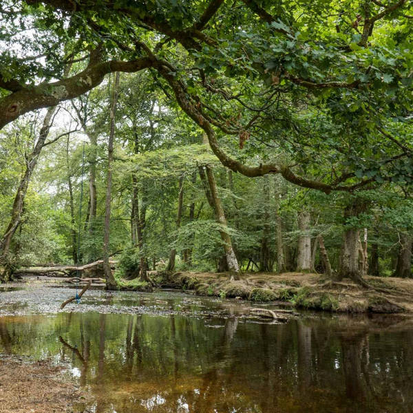 Sound Escape 57: relax to spring birdsong by a woodland pool deep in the New Forest