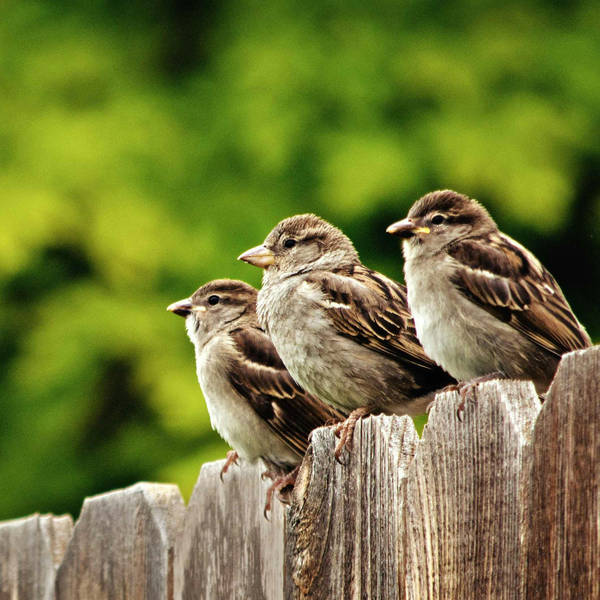 Sound Escape 54: the soothing conversations of a flock of house sparrows