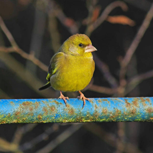 Sound Escape 53: the soft trilling of greenfinches on the edge of an overgrown farm