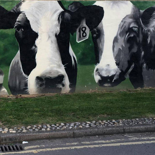 New moo-rals coming to Cow Lane