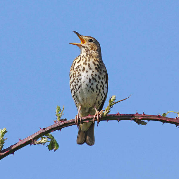 Sound Escape 46: listen as a song thrush sings in the new year