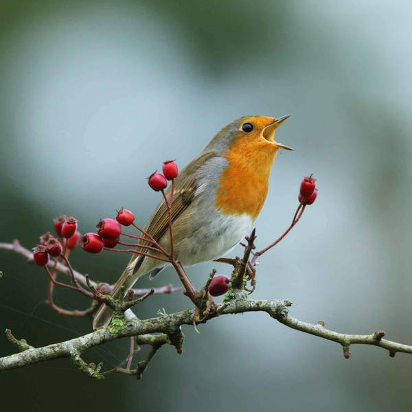 Sound Escape 44: the delightful song of a robin at dawn on Christmas Eve