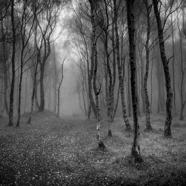 Sound Escape 43: unwind to the song of silver birch trees