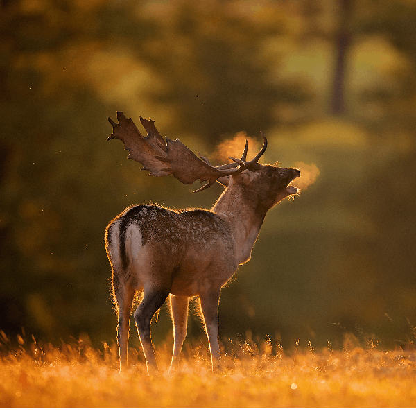 Sound Escape 38: the eerie and dramatic fallow deer rut on a dark Dorset night