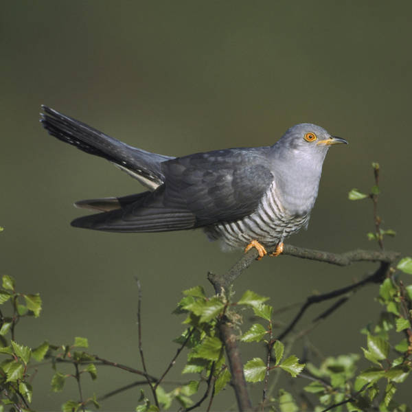 64. Cuckoos on Dartmoor – and why it's possible to farm with wildlife and make money