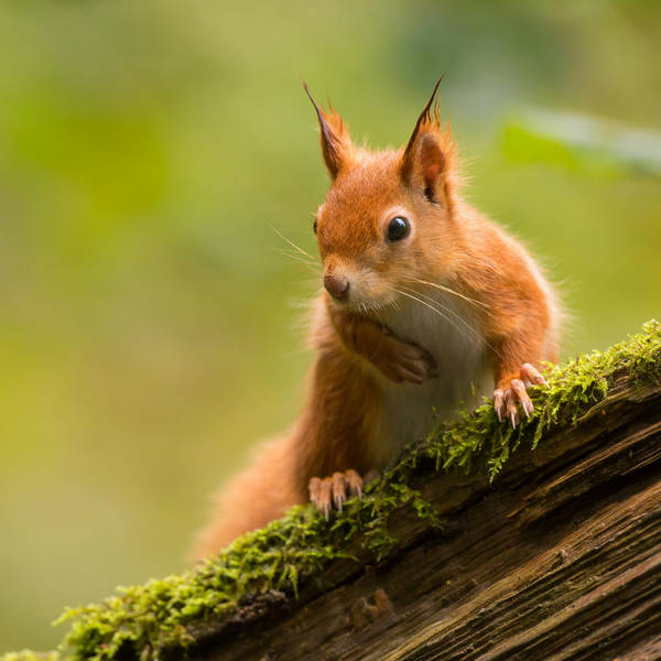 59. Delightful tales of red squirrels, sparrows and classic British countryside