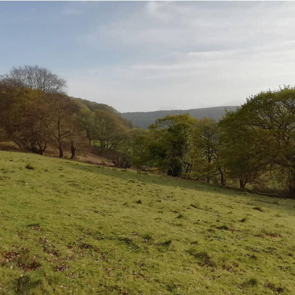 56. A wild wander with cuckoos and bluebells – on Sugar Loaf mountain