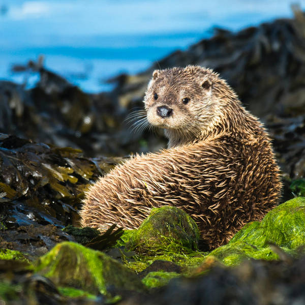 48. Enjoy a marvellous otter adventure in Shetland