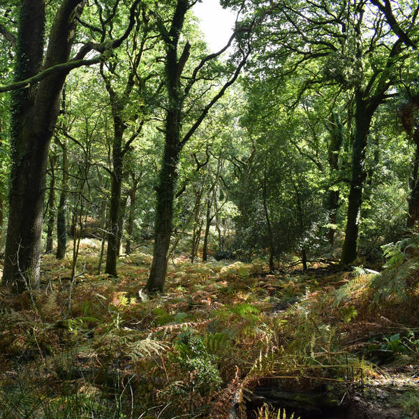 33. Find tranquility with a mindful autumn walk in the Forest of Dean