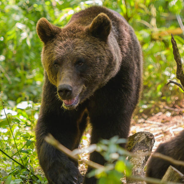 30. Explore Bear Wood near Bristol, where wolves, lynx AND bears roam an ancient woodland