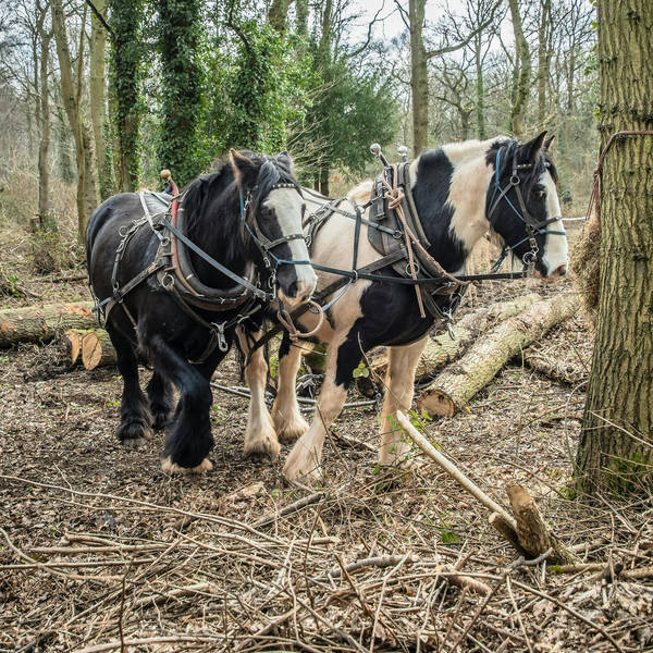 26. Can we manage our woodlands without machines? Meet the horse-logger and his four-legged sidekick