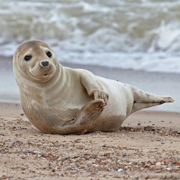 Sound Escape 158. The haunting cries of seals on a Norfolk beach