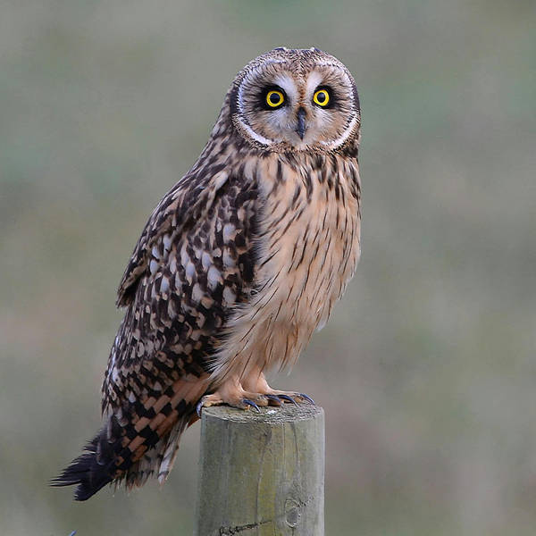 7. Meet owls and wild geese in the wilds of Lancashire's Ribble Estuary