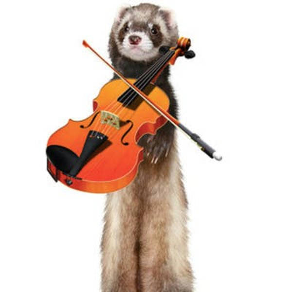 Pearson asks: What if a ferret chewed on a cookie in an orchestra?