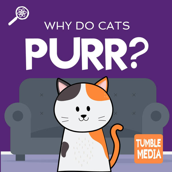 Why Do Cats Purr? (ENCORE)