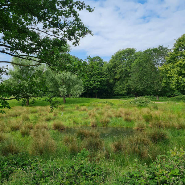 Sound Escape 176. Enjoy perky parakeets on a walk in Richmond Park