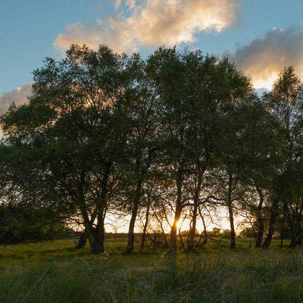 Sound Escape 177. Sunlight and birdsong stream through a summer woodland