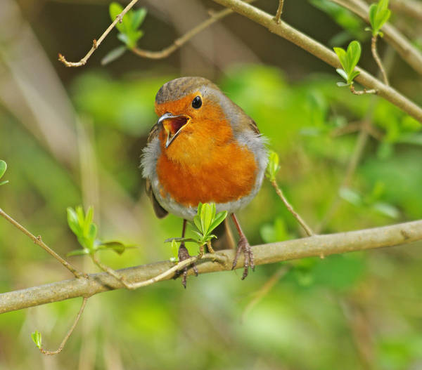 Sound Escape 118: Relax to spring birdsong in a Dorset garden