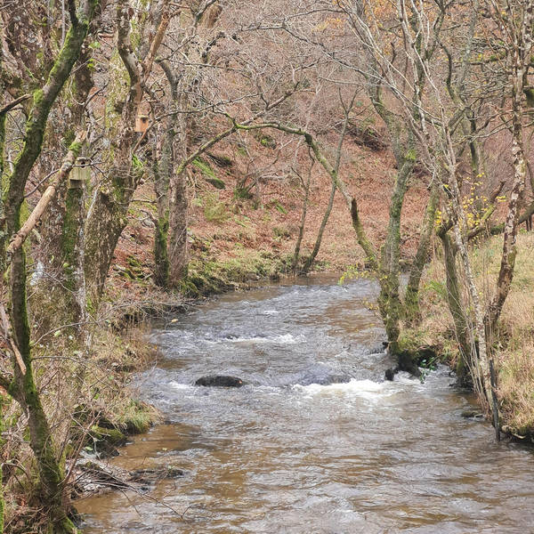 224. A quest to see salmon leaping in a Welsh mountain stream