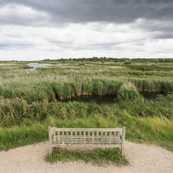 Sound Escape 148: A morning of gulls and rooks on the Somerset Coast