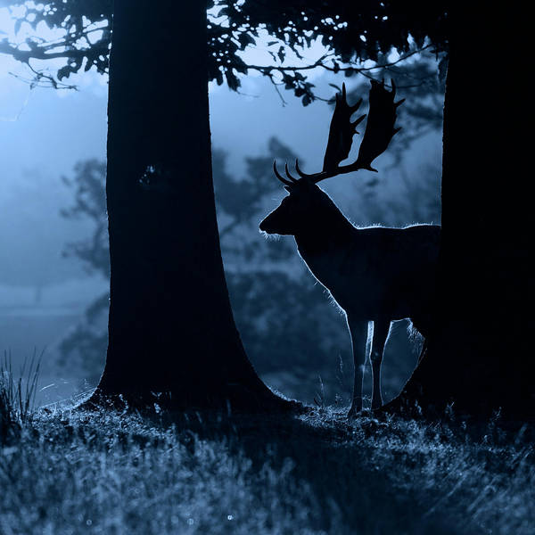 218: Spend an evening in the company of a deer stalker in southern England