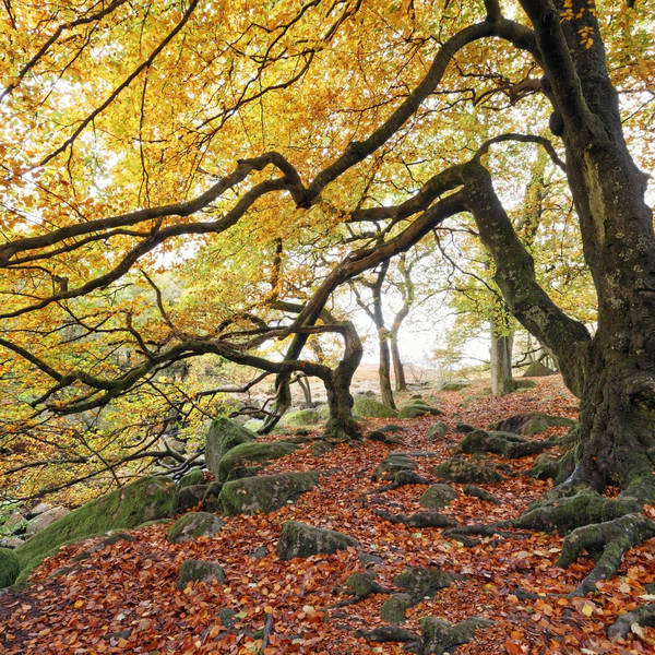 Sound Escape 144: Relax to the crackle of falling beechnuts in an autumn woodland