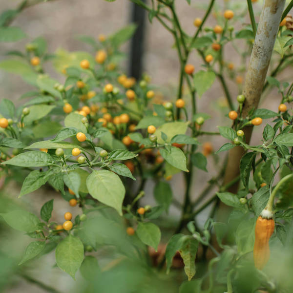 June Garden Reset: GYO Chillies, Protect Your Soil, and Wonderful Wasps