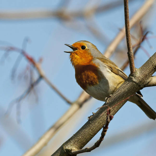 Sound Escape 150: Be uplifted by a chorus of New Year's robins