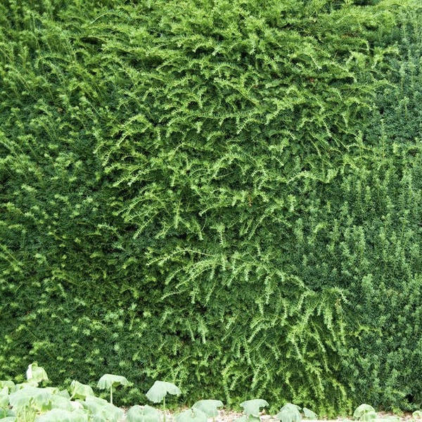 An Ode to the Hedge