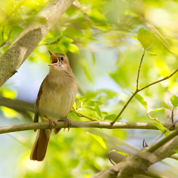 Sound Escape 166. Relax to a reading about nightingales from a new Countryfile book