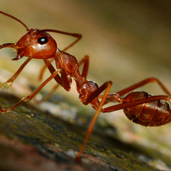 The Tale of How Ants Conquered the Earth with Corrie Moreau