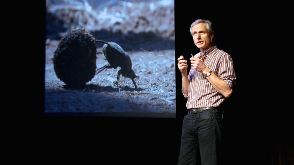 The dance of the dung beetle | Marcus Byrne