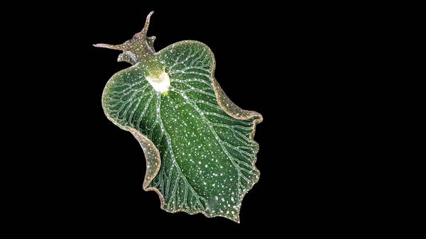 The fantastically weird world of photosynthetic sea slugs | Michael Middlebrooks