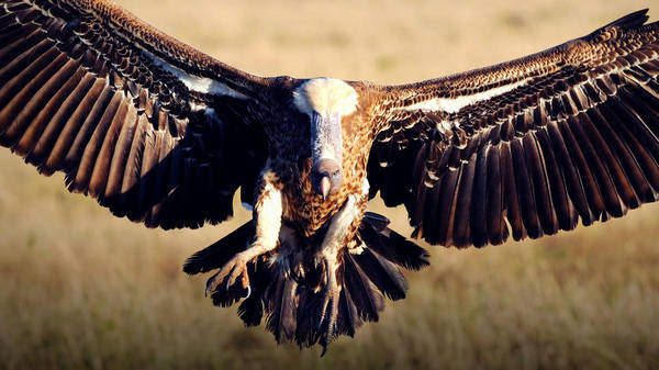 Why I love vultures | Munir Virani