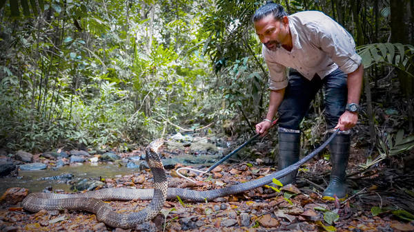 A king cobra bite -- and a scientific discovery | Gowri Shankar