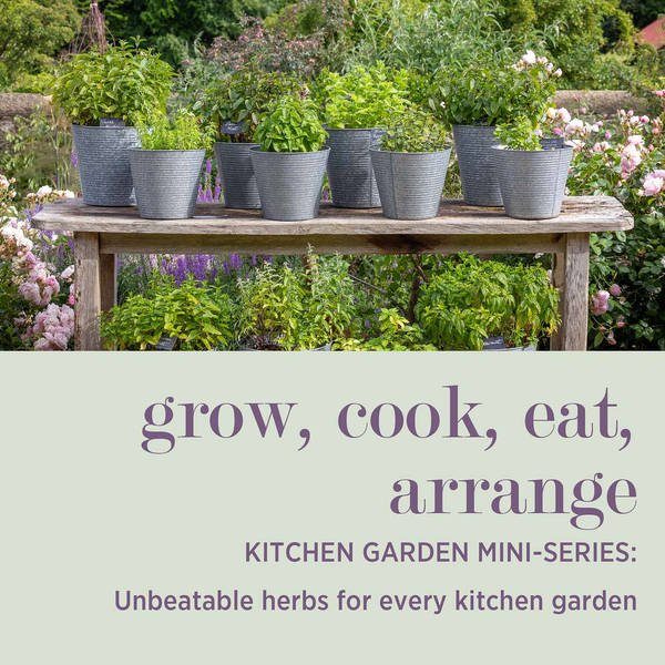 KITCHEN GARDEN MINI-SERIES: Unbeatable Herbs for Every Kitchen Garden