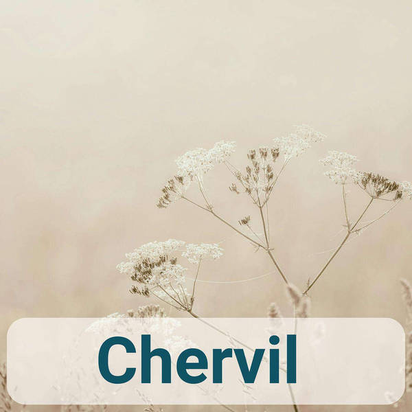A to Z of French Herbs - Chervil - Cerfeuil