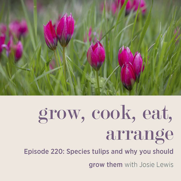 Species tulips and why you should grow them with Josie Lewis - Episode 220