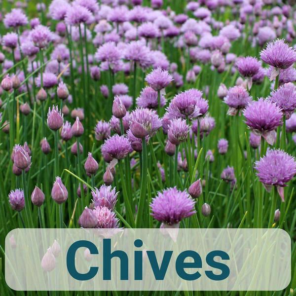 A to Z of French Herbs - Chives - Ciboulette