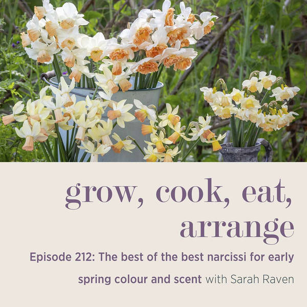 The best of the best narcissi for early spring colour and scent - Episode 212