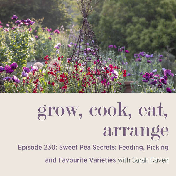 Sweet Pea Secrets: Feeding, Picking and Favourite Varieties - Episode 230