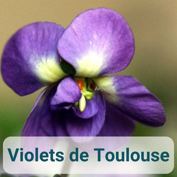 Violets du Toulouse with Jessica Hammer
