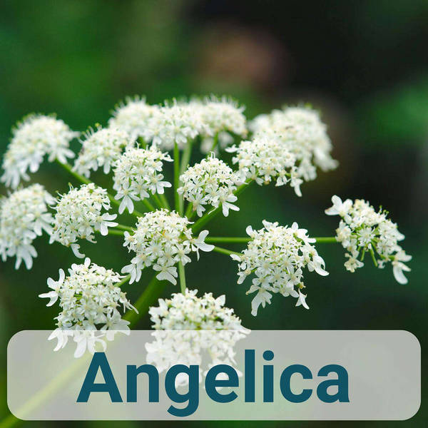A to Z of French Herbs - Angelica - Angélique