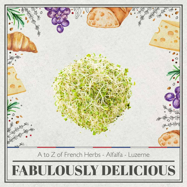 A to Z of French Herbs - Alfalfa - Luzerne