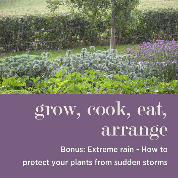 Extreme Rain: How to Protect Your Plants from Sudden Storms #BONUS
